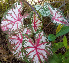 Load image into Gallery viewer, Caladium Tapestry