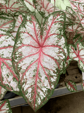 Load image into Gallery viewer, Caladium Tapestry