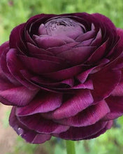 Load image into Gallery viewer, Ranunculus Elegance "Viola"