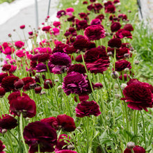 Load image into Gallery viewer, Ranunculus Elegance "Viola"