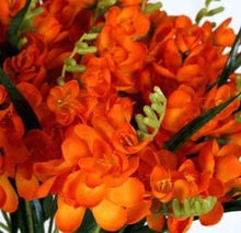Charger l'image dans la galerie, Freesia Double Orange bulbs/corms - Terrace Garden France