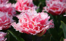 Load image into Gallery viewer, Tulip "Queensland" bulbs - Terrace Garden France