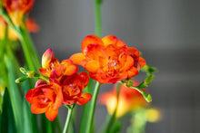 Charger l'image dans la galerie, Freesia Double Orange bulbs/corms - Terrace Garden France