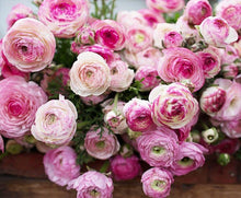 Load image into Gallery viewer, Ranunculus "Picotee Pink" - Terrace Garden France