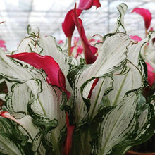 Load image into Gallery viewer, Calla Lily "Frozen Queen" - Terrace Garden France