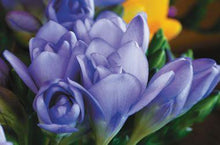 Load image into Gallery viewer, Freesia Double Blue bulbs/corms - Terrace Garden France
