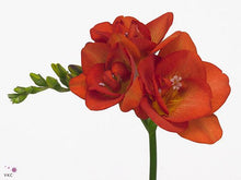 Load image into Gallery viewer, Freesia Mandarine® Double Red-orange bulbs/corms - Terrace Garden France