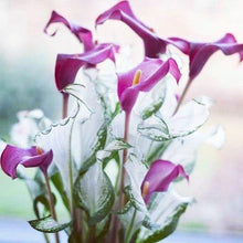 Load image into Gallery viewer, Calla Lily "Frozen Queen" - Terrace Garden France