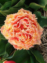 Load image into Gallery viewer, Tulip "Brisbane" bulbs - Terrace Garden France