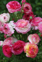 Load image into Gallery viewer, Ranunculus "Picotee Pink" - Terrace Garden France