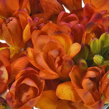 Load image into Gallery viewer, Freesia Mandarine® Double Red-orange bulbs/corms - Terrace Garden France