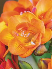 Charger l'image dans la galerie, Freesia Double Orange bulbs/corms - Terrace Garden France