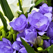 Load image into Gallery viewer, Freesia Double Blue bulbs/corms - Terrace Garden France