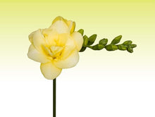 Charger l'image dans la galerie, Freesia Grandeur® Double bulbs/corms - Terrace Garden France