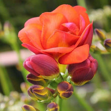 Load image into Gallery viewer, Freesia Mandarine® Double Red-orange bulbs/corms - Terrace Garden France