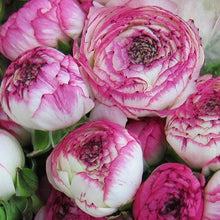 Load image into Gallery viewer, Ranunculus "Picotee Pink" - Terrace Garden France