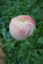 Load image into Gallery viewer, Ranunculus Romance Hydra - Terrace Garden France