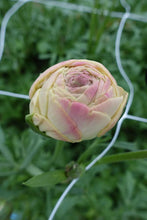 Load image into Gallery viewer, Ranunculus Romance Hydra - Terrace Garden France