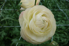 Load image into Gallery viewer, Ranunculus Romance Hydra - Terrace Garden France