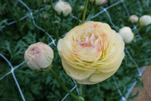 Load image into Gallery viewer, Ranunculus Romance Hydra - Terrace Garden France