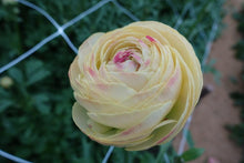 Load image into Gallery viewer, Ranunculus Romance Hydra - Terrace Garden France