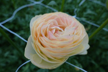 Load image into Gallery viewer, Ranunculus Romance Hydra - Terrace Garden France