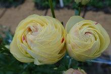 Load image into Gallery viewer, Ranunculus Romance Hydra - Terrace Garden France