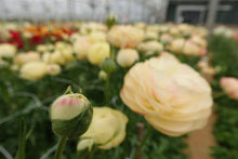 Load image into Gallery viewer, Ranunculus Romance Hydra - Terrace Garden France