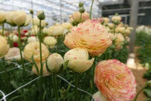 Load image into Gallery viewer, Ranunculus Romance Hydra - Terrace Garden France