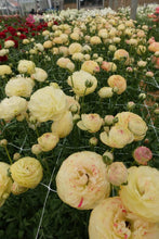 Load image into Gallery viewer, Ranunculus Romance Hydra - Terrace Garden France
