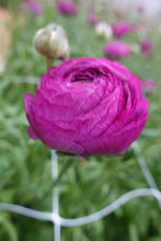 Load image into Gallery viewer, Ranunculus Romance Loubeyres - Terrace Garden France