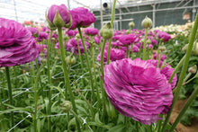 Load image into Gallery viewer, Ranunculus Romance Loubeyres - Terrace Garden France