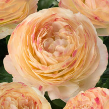 Load image into Gallery viewer, Ranunculus Romance Hydra - Terrace Garden France