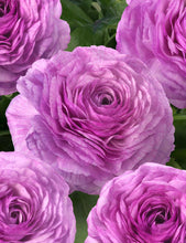 Load image into Gallery viewer, Ranunculus Romance Loubeyres - Terrace Garden France