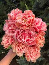 Load image into Gallery viewer, Tulip "Queensland" bulbs - Terrace Garden France