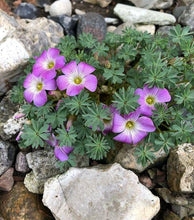 Load image into Gallery viewer, Oxalis Adenophylla - Terrace Garden France