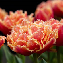 Load image into Gallery viewer, Tulip "Brisbane" bulbs - Terrace Garden France