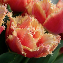 Load image into Gallery viewer, Tulip "Brisbane" bulbs - Terrace Garden France