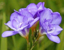 Load image into Gallery viewer, Freesia Double Blue bulbs/corms - Terrace Garden France