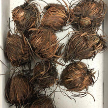 Load image into Gallery viewer, Oxalis Adenophylla - Terrace Garden France