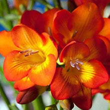 Charger l'image dans la galerie, Freesia Double Orange bulbs/corms - Terrace Garden France