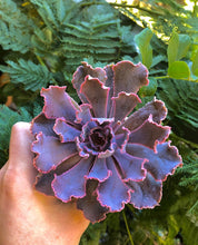Load image into Gallery viewer, Echeveria Shaviana Madre del Sur - Terrace Garden France