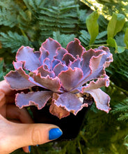 Load image into Gallery viewer, Echeveria Shaviana Madre del Sur - Terrace Garden France