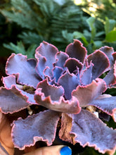 Load image into Gallery viewer, Echeveria Shaviana Madre del Sur - Terrace Garden France