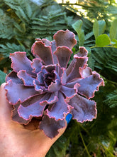 Load image into Gallery viewer, Echeveria Shaviana Madre del Sur - Terrace Garden France