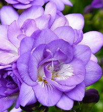 Load image into Gallery viewer, Freesia Double Blue bulbs/corms - Terrace Garden France