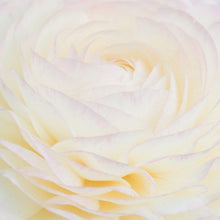 Load image into Gallery viewer, Ranunculus White - Terrace Garden France