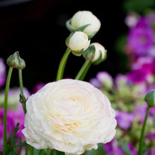 Load image into Gallery viewer, Ranunculus White - Terrace Garden France
