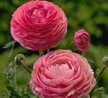 Charger l'image dans la galerie, Ranunculus Tomer Pink - Terrace Garden France