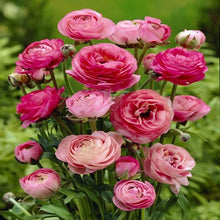 Charger l'image dans la galerie, Ranunculus Tomer Pink - Terrace Garden France
